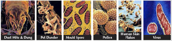 Carpet Bugs